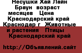 Несушки Хай-Лайн Браун, возраст 5 месяцев › Цена ­ 195 - Краснодарский край, Краснодар г. Животные и растения » Птицы   . Краснодарский край